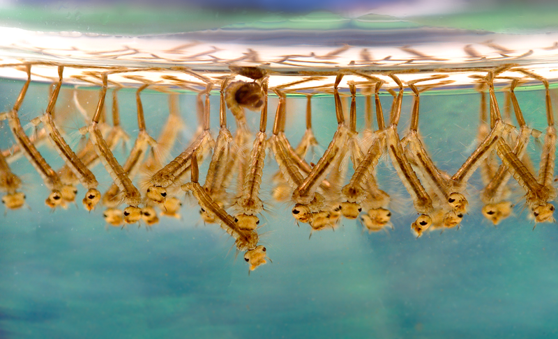 Illustration for article titled It's Time to Declare War on Mosquitoes